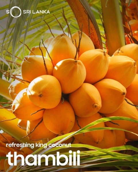 🥥 Fresh King Coconuts for Export – Wholesale Orders Welcome! 🌴  We supply premium King Coconuts directly from Sri Lanka fresh, natural, and perfect for export.  ✅ High Quality & Freshness Guaranteed
